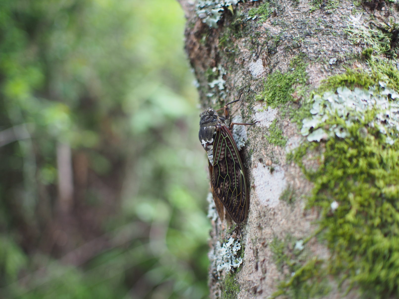BBQひぐらし,岐阜県山県市,セミ